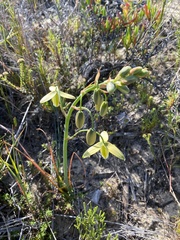 Albuca juncifolia
