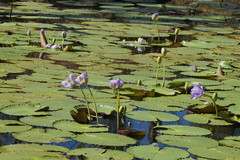 Nymphaea gigantea
