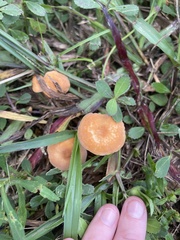 Marasmius vagus