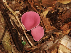 Phillipsia domingensis