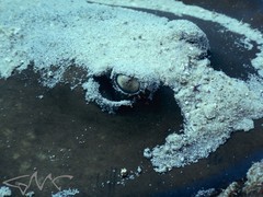 Trygonoptera testacea