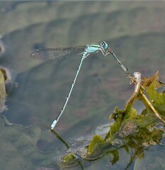 Pseudagrion decorum