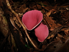 Phillipsia domingensis