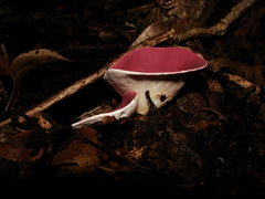 Phillipsia domingensis