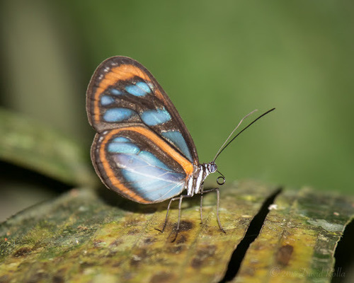 Oleria assimilis