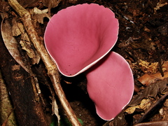 Phillipsia domingensis