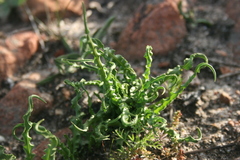 Tritonia undulata