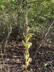 Verbascum