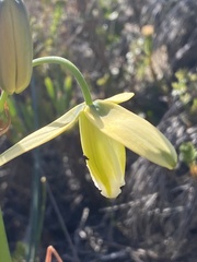 Albuca juncifolia