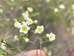 Rutaceae