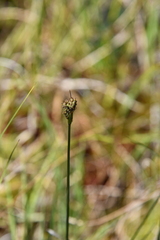 Carex holostoma