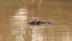 Hippopotamus amphibius