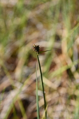 Carex holostoma