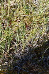 Carex holostoma