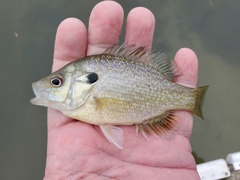Lepomis macrochirus × cyanellus
