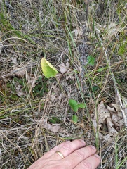 Ranunculus rhomboideus