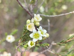 Rutaceae