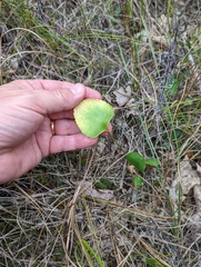 Ranunculus rhomboideus