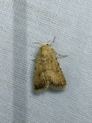 Caradrina clavipalpis