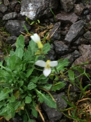 Arabis caucasica