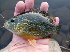 Lepomis gibbosus × cyanellus