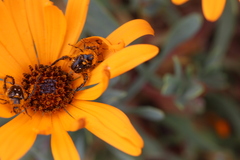 Dimorphotheca sinuata