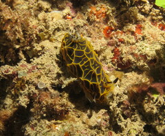 Halgerda wasinensis