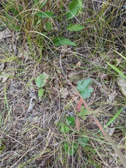Heuchera richardsonii