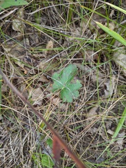 Heuchera richardsonii