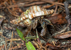 Coenobita