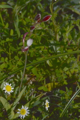 Hesperantha falcata