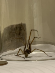 Eratigena atrica