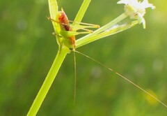 Odontoxiphidium apterum