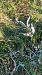 Atriplex portulacoides