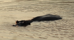 Hippopotamus amphibius
