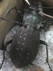 Carabus hortensis
