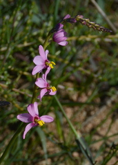 Ixia scillaris