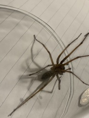 Eratigena atrica