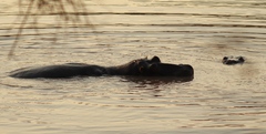 Hippopotamus amphibius