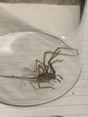 Eratigena atrica