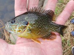 Lepomis gibbosus × cyanellus