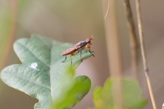 Dichetophora obliterata