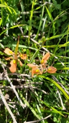 Moraea papilionacea