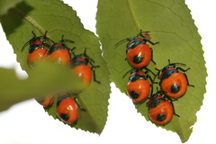 Poecilocoris latus