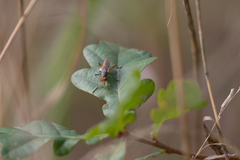 Dichetophora obliterata
