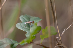 Dichetophora obliterata