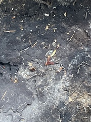 Stigmatomma pallipes