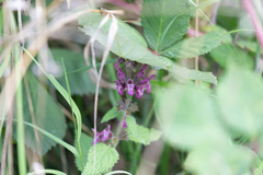 Stachys sylvatica
