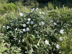 Datura