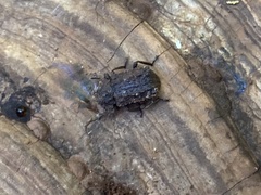 Bolitotherus cornutus